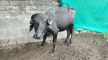 2 પાડી વેચવાની છે