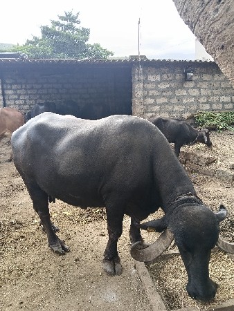 ભેંસ વેચવાની છે