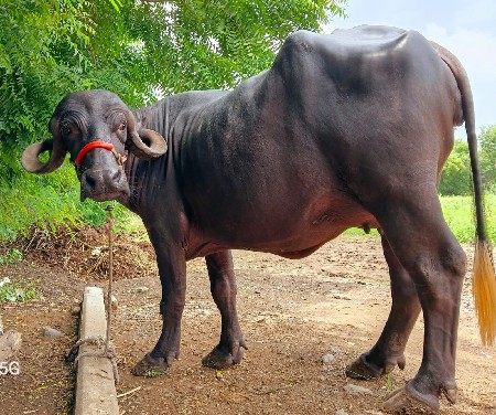 જાફરાબાદી ખડેલી વેચવાની