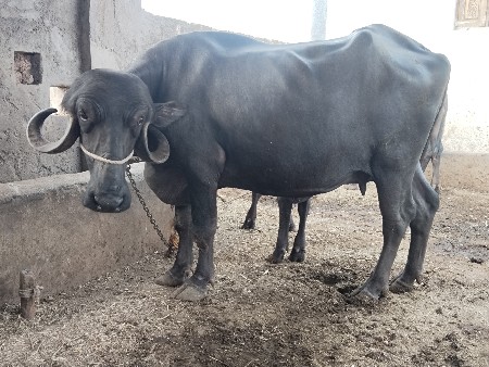 ભેંસ વેચવાની છે
