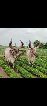 બળદ વેચવાના છે.