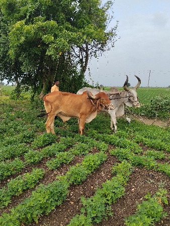 બરદ વેચવાનો સે એક વાવણી વાવેલ