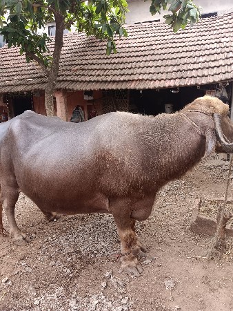 વેચવાની છે