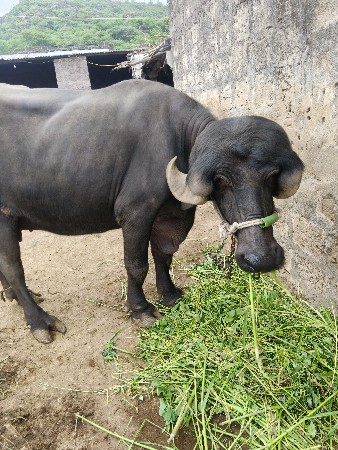 ટોપલ જાફરાબાદ મોં 9998544321