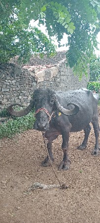 ભેંસ વેચવાની છે