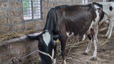 hf gay વેચવાની che.