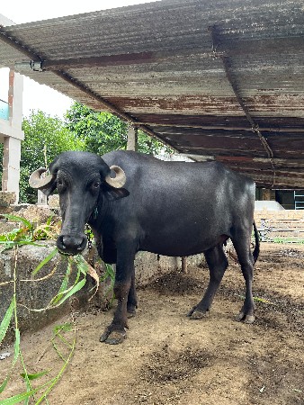 ભેંસ વેચવાની છે.