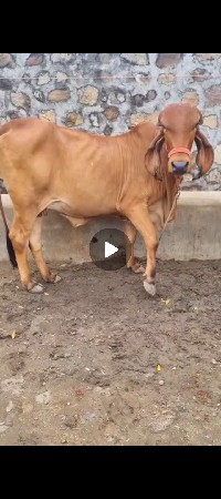 દેશી ગીર ગાય વેસવાની છે