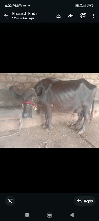 ભેંસ વેચવાની છે ભેંસ વેચવાની છે