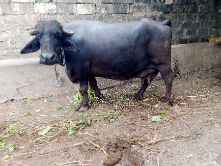 ભેસ વેચવાની છે.
