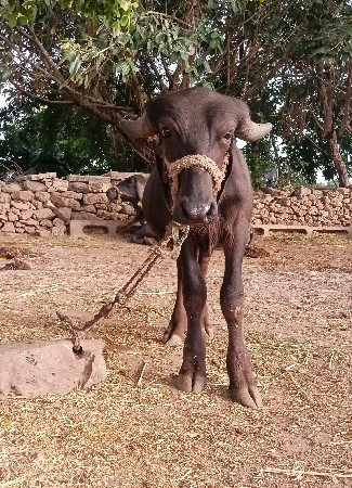 પડો વેચવાનો સે