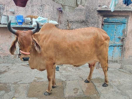 ગાય વેચવાની છે