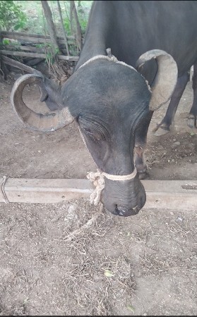 આ ત્રણ ભેંશ વેચવા ની સે
