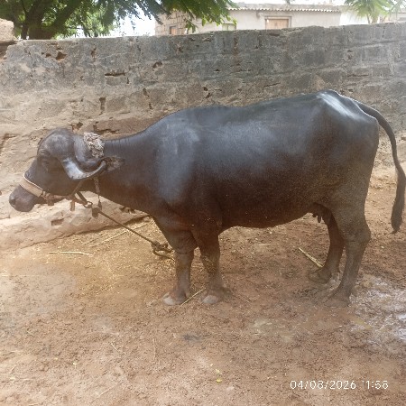 ભેંસ વેચવાની છે