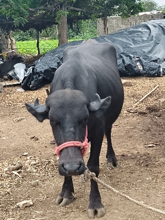 ખરેલી વેચવાની છે પેલ વેત્રી