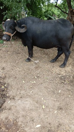 બેસવાની છે