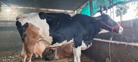 આ ત્રણેય ગાયો વેચવાની છે