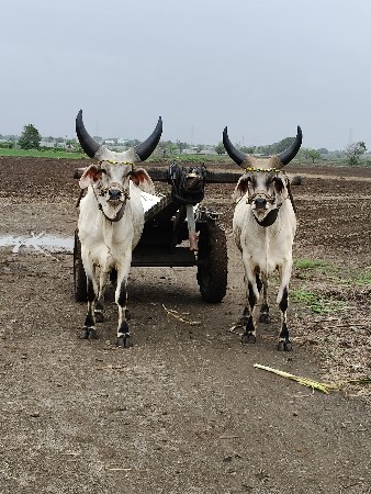 કચ્છી વઢીયારા વેચવાના છે