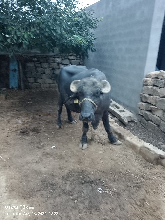 ભેંસ વેચવાની છે.