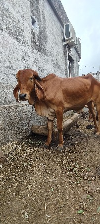 હોડકિ વેચવાની છે.