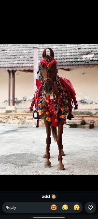 કાઠિયાવાડી ઘોડી વેચવાની છે