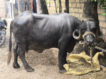 1 વેતર ખડેલી વેચવાની છે.