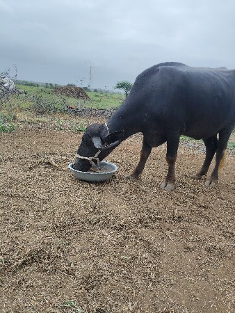 ખળેલી વેચવાની છે