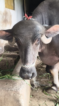 ભેંસ વેચવાની છે