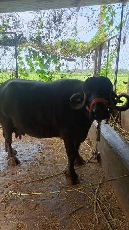 2 ભેંસ વેચવાની છે.