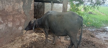 BHESH VECHAVANI SE