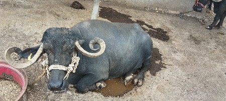 આ ભેંસ વેચવાની છે