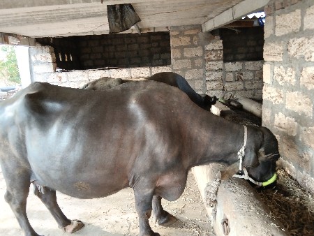 ભેસવેસવાનીછે