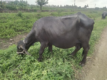 આ ભેંસ વેચવાની છે