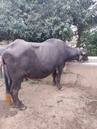 ભેંશ વેચવાની છે