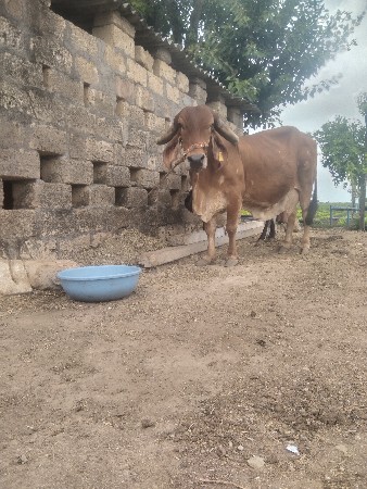 ગાય વેચવાની છે