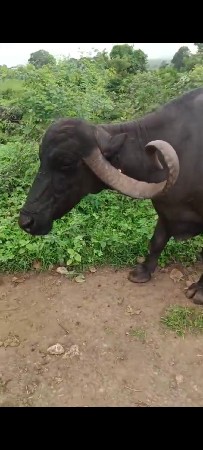 5 મુ વેતર ગાભણી