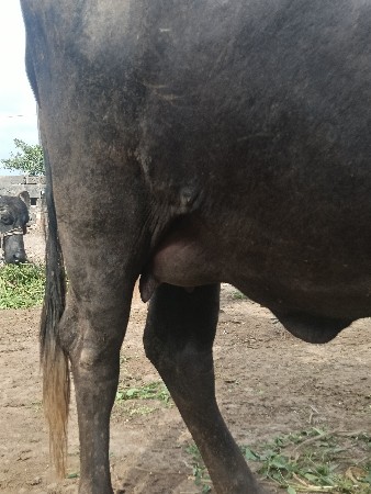 ભેંસ