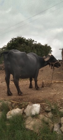 આ ભેંસ વેચવાની છે