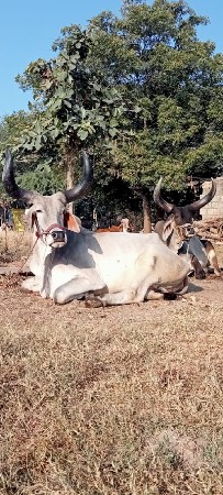બળદ વેચવાનો છે