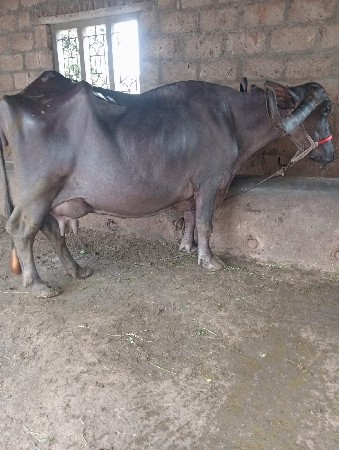 ભેંશ વેચવાની છે