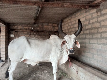 બળદ વેચવાનો છે