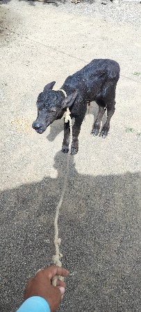 પાડો દેવાનો છે