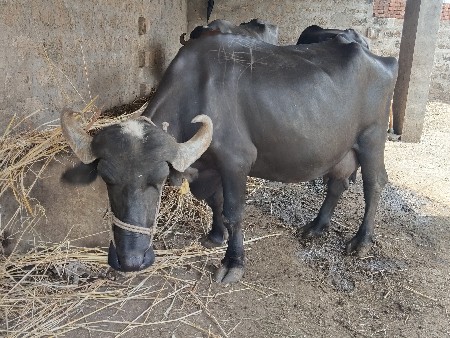 ભેંશ