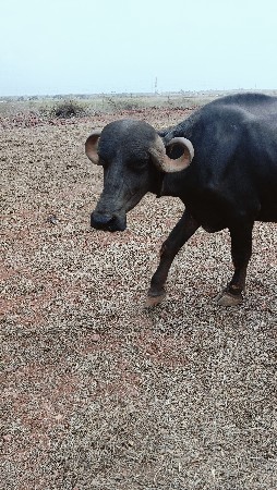 ખડેલી વેચવા ની છે વિયાણેલ છે