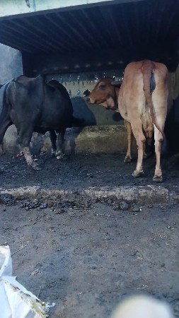 ત્રીજું વેતર વ્યાસે