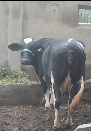 જરશી