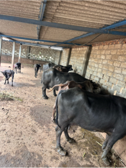 બન્ની ભેસ વેચવા ને છે 5 ભેંસો સાથે દેવા ની છે