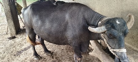 1 ભેંસ 1 પાડી 1 ખડેલી