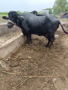 ભેંસ વેચવાની છે