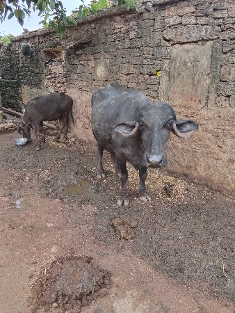 ભેંસ વેચવાની છે